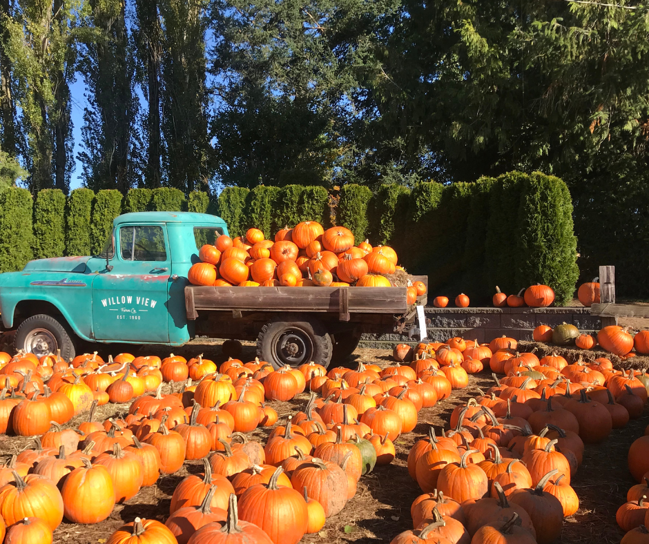 blue pickup truck with pumpkins parked in a pumpkin patch
