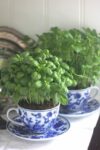 Teacup Herb Garden &#8211; Charming DIY Mother&#8217;s Day Gift