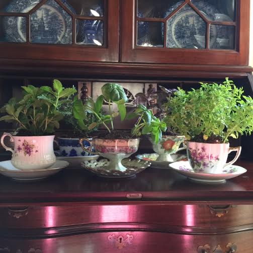 make a Mother's Day teacup herb garden