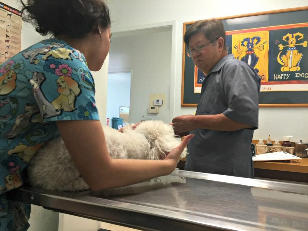 buddy at the vet