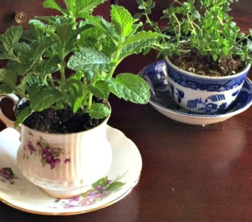 Two Teacup Herb Garden