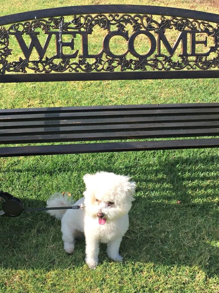 Buddy the rescue Maltipoo