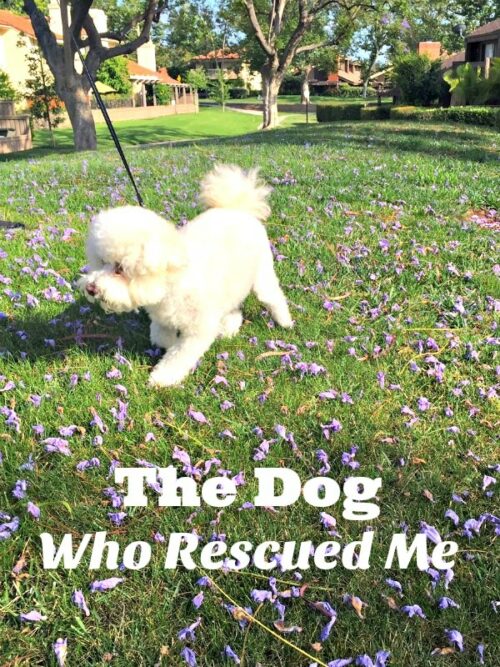 The Dog Who Rescued Me