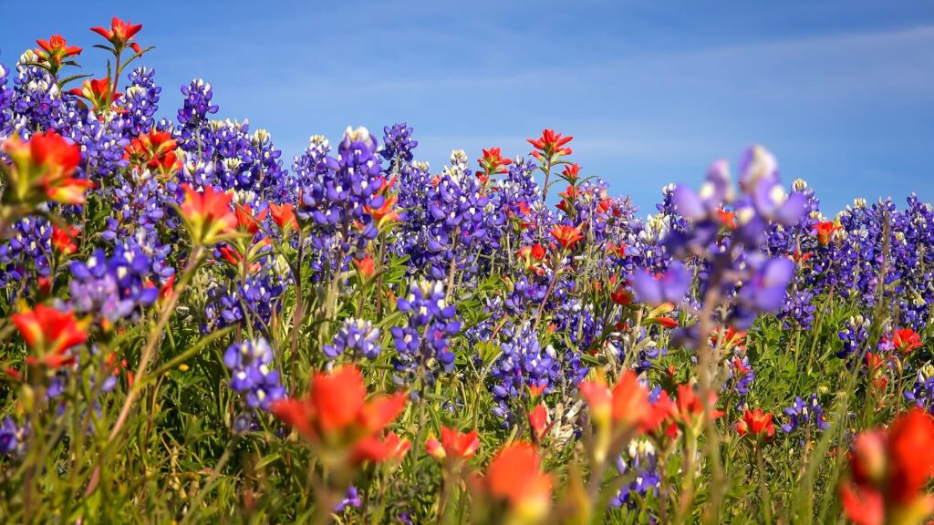 Where to See Wildflowers in Southern California Bring Your Camera!