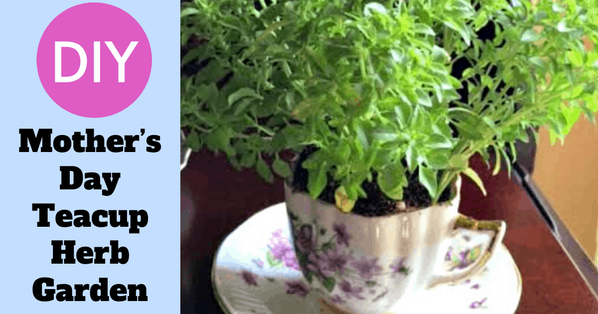 Teacup Herb Garden Charming DIY Mother's Day Gift