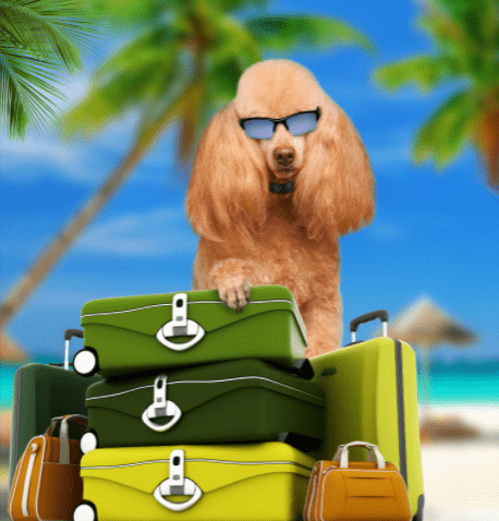 dog with sunglasses and suitcases