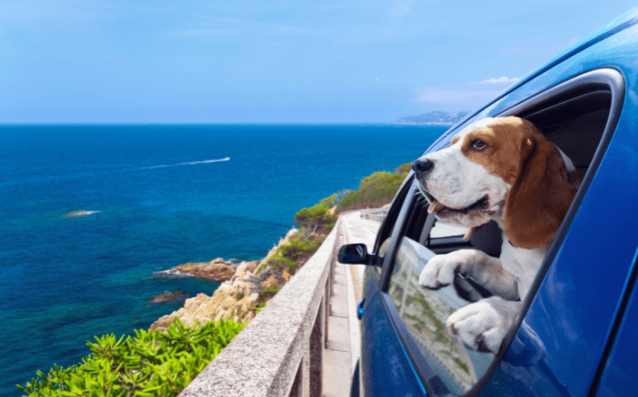 dog hanging out of a car window on a joyride