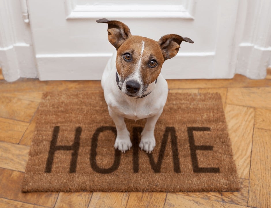 A cute dog sitting on a welcome mat