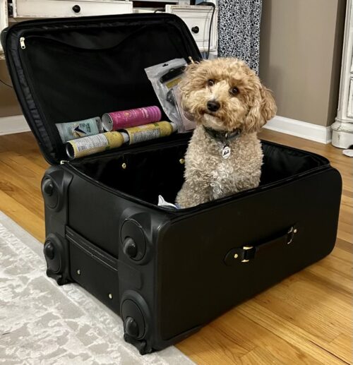 adorable dog in a suitcase