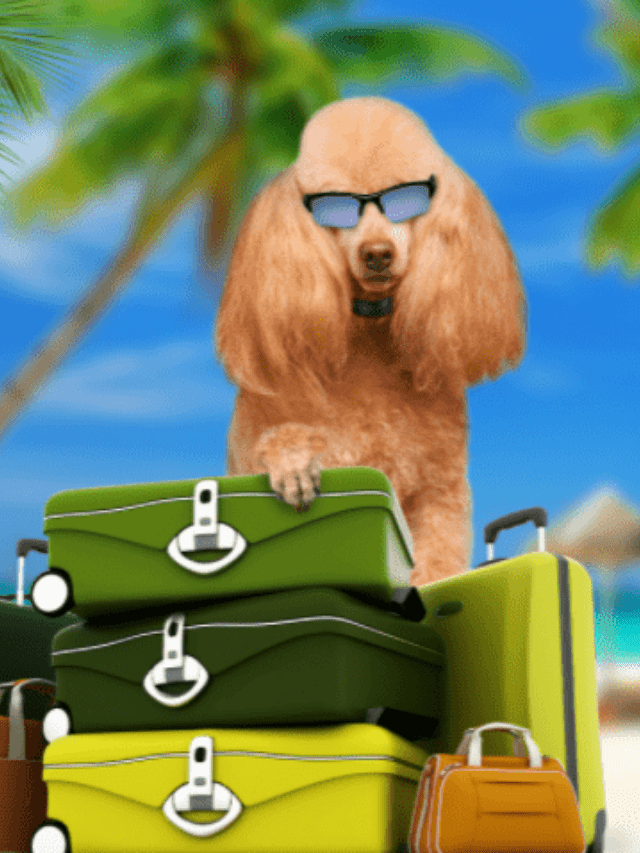 Pet Travel Tips Story