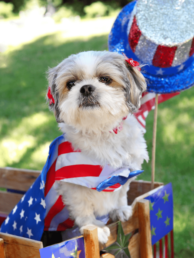Best Dog Food, Treats and Toys Made in the USA