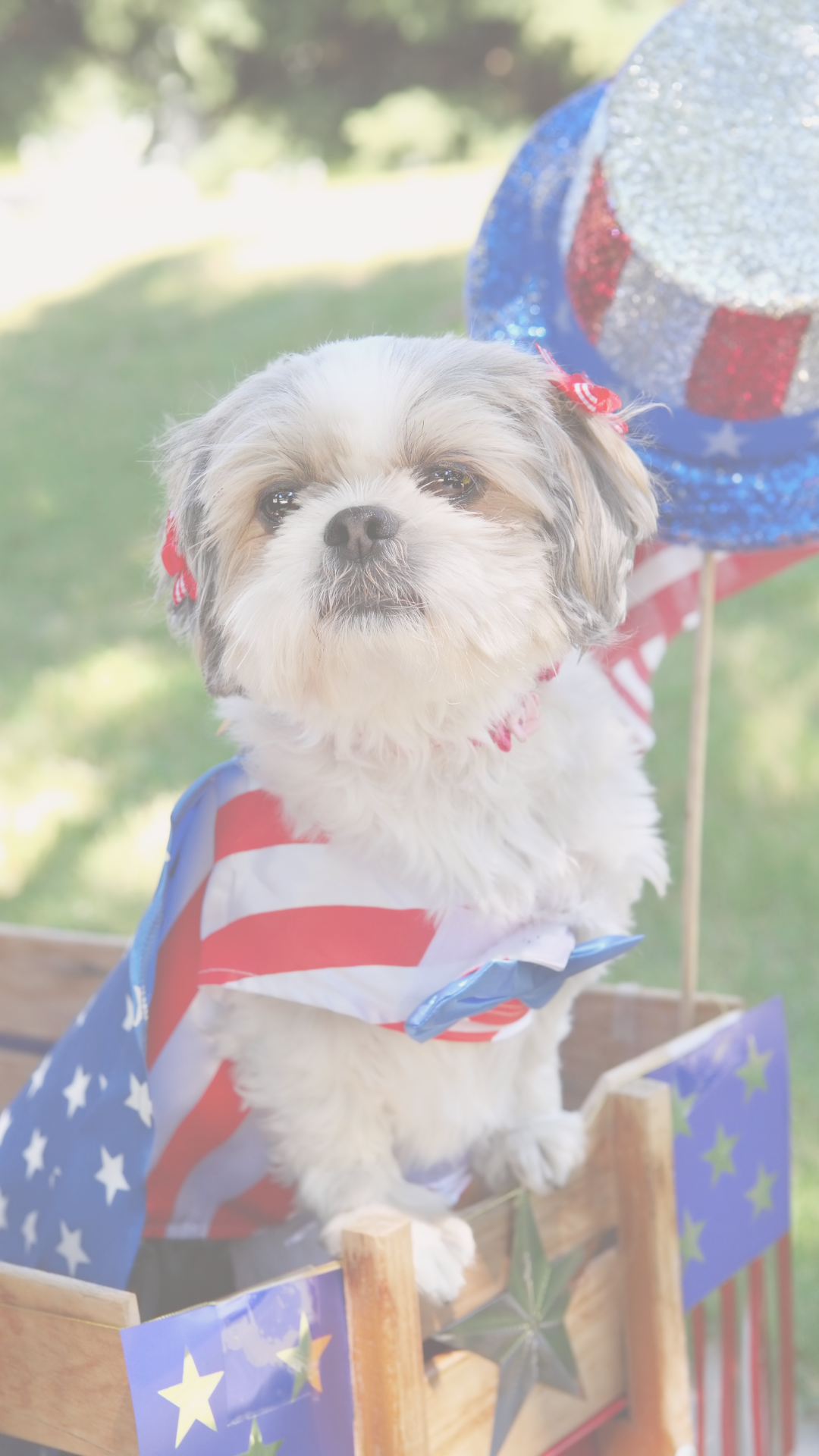 What Is The Best Dog Food Made In The Usa