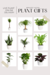 Walmart Live Plant Delivery from Costa Farms: Send Plant Gifts