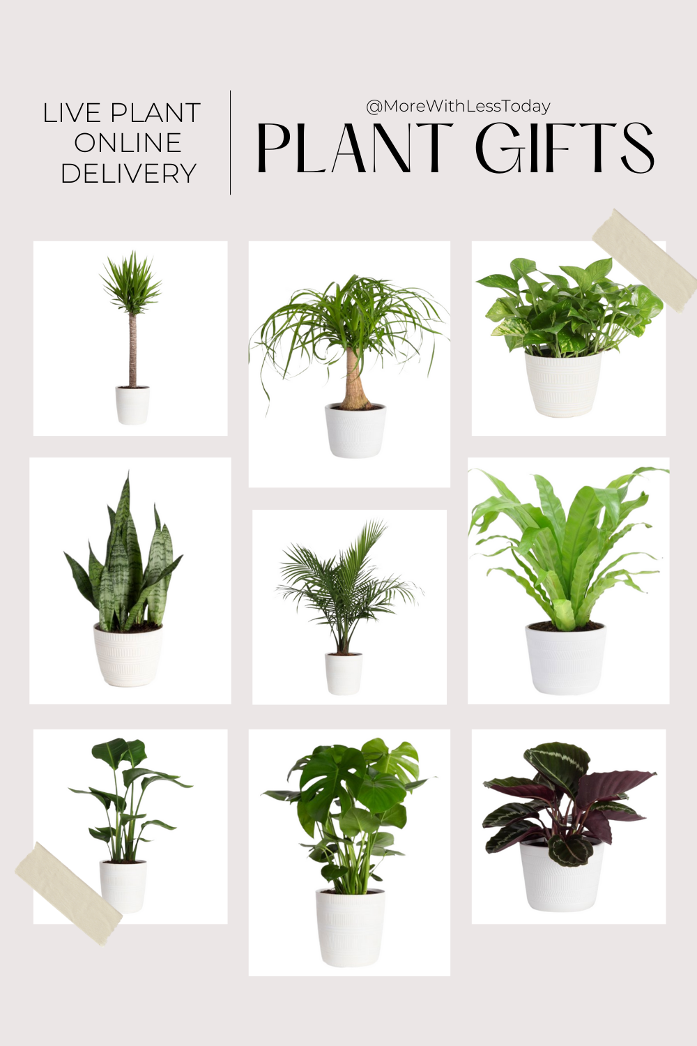collage of affordable plant gifts to send from Walmart