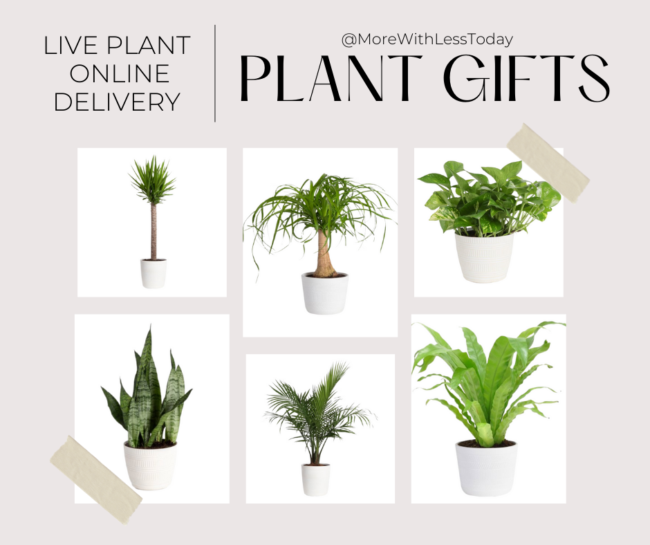 collage of plant gifts to send from Walmart