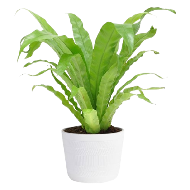 Plants with Benefits Bird's Nest Fern