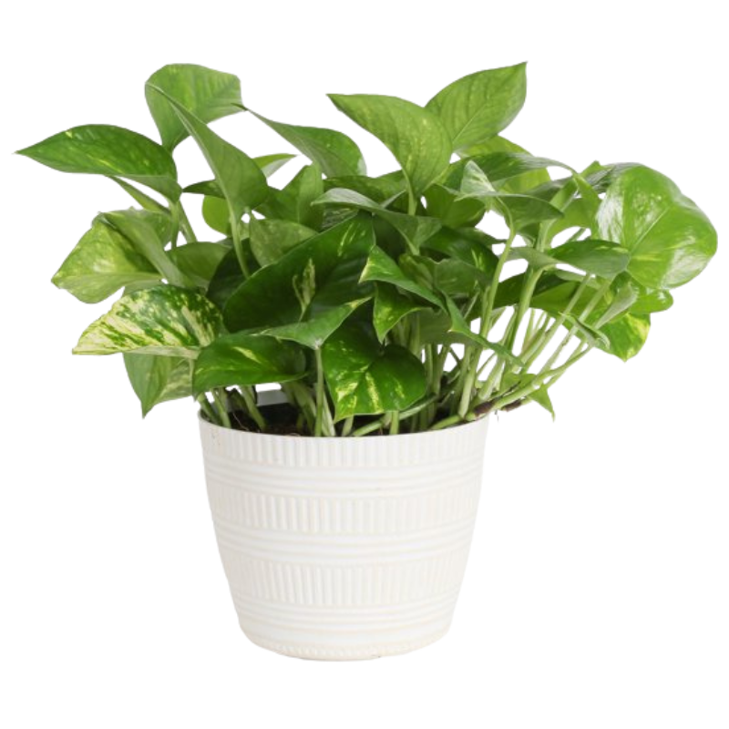 Plants with Benefits Devil's Ivy Pothos