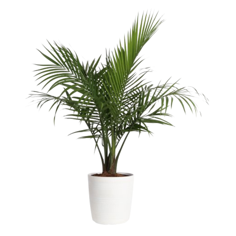 Plants with Benefits Majesty Palm Tree