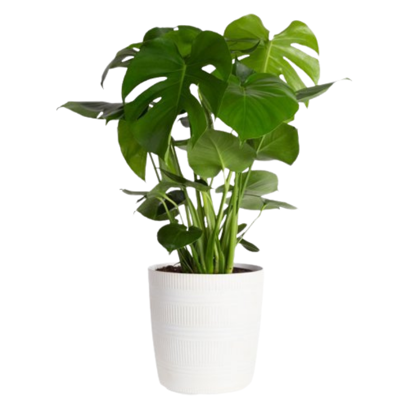 Plants with Benefits Monstera