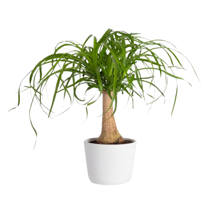 Ponytail Palm