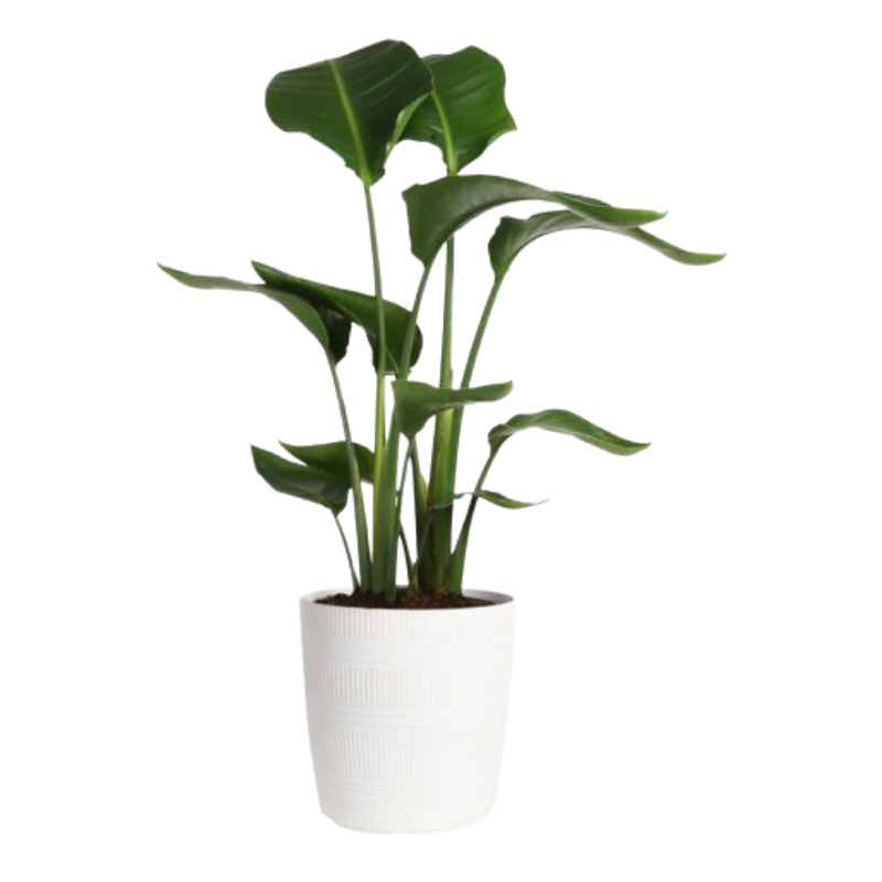 White Bird Of Paradise
