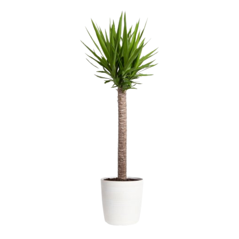 Yucca Cane