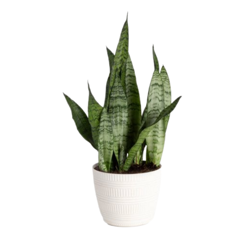 Snake Plant