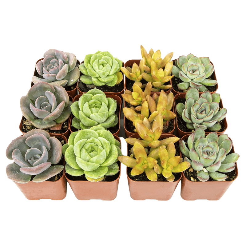 Succulent Plants (12 Pack) - gifts for plant lovers
