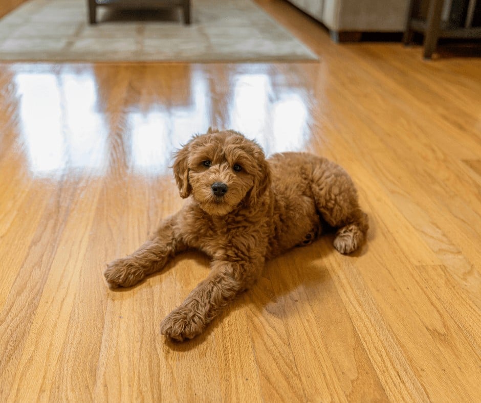 A cute brown dog sitting on a newly cleaned wooden floor