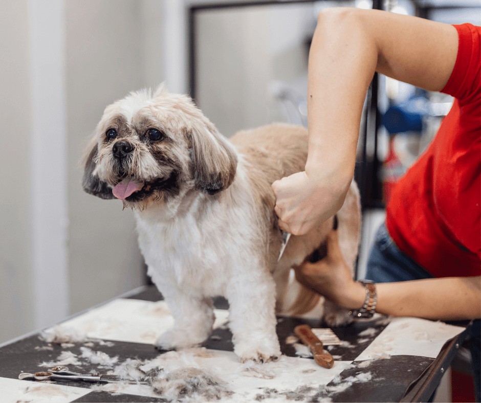 A cute dog being groomed at the pet salon
