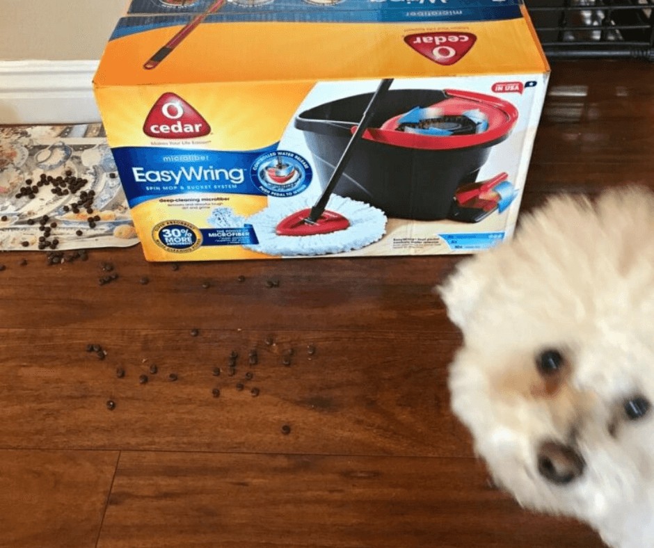 Lori's dog, Buddy and a box of O-Cedar mop