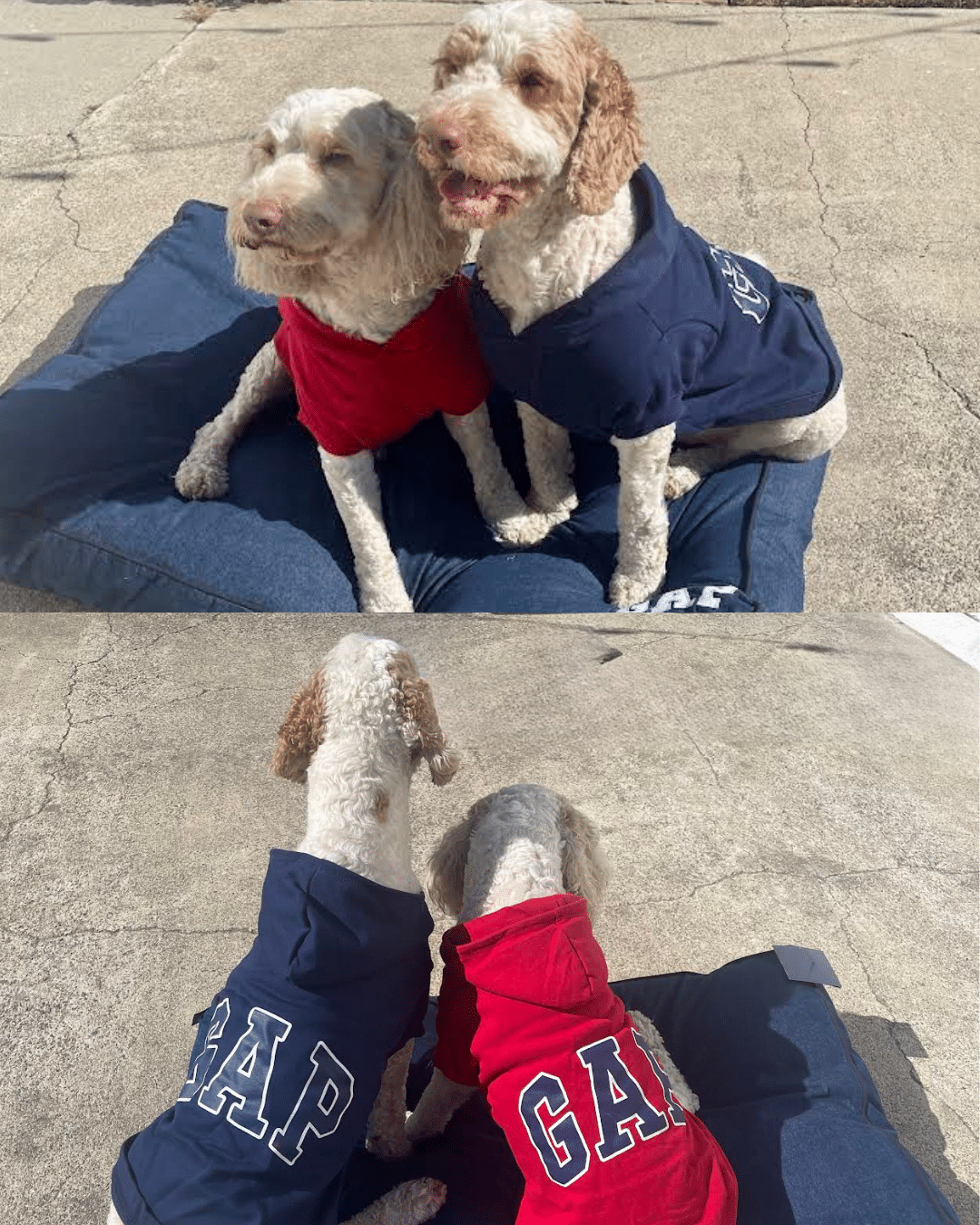 two dogs wearing GAP Hoodies in red and blue