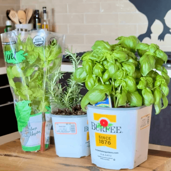 Herbs bought for DIY Herb Garden