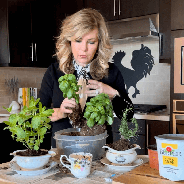 Lori arranging the herbs in a container