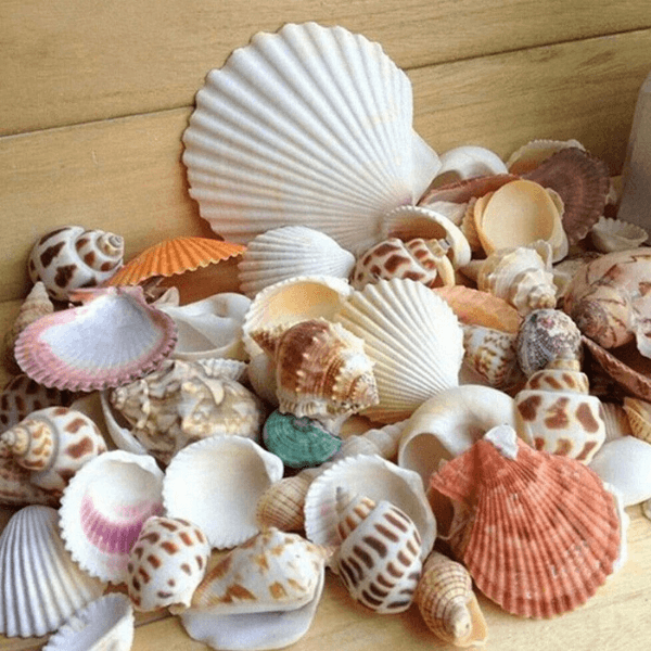 Natural Seashell Mix Shells, 30pcs