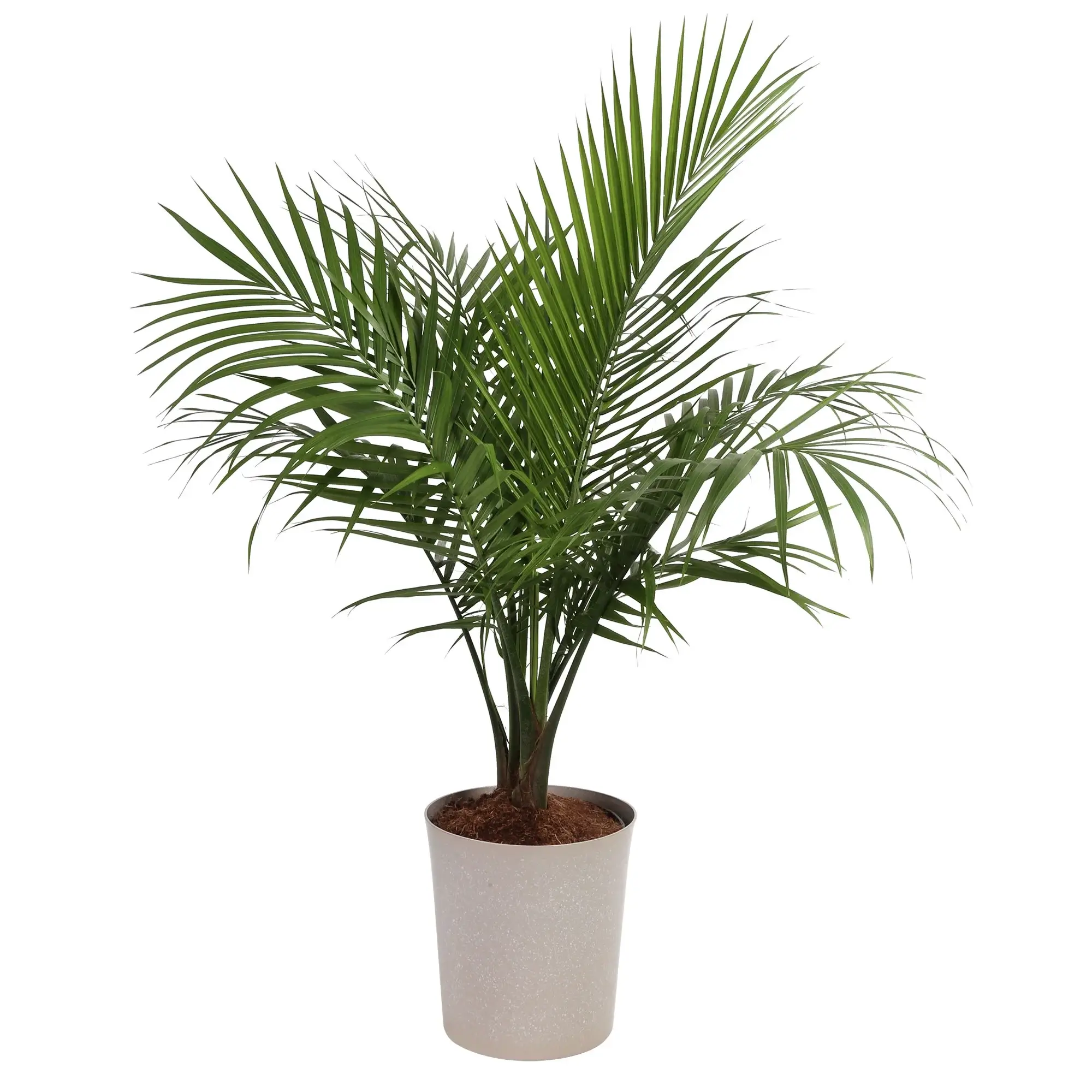 Tall Majesty Palm
