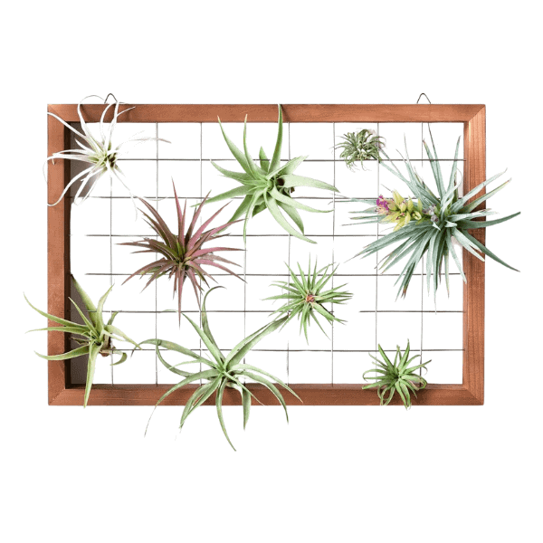 Air Plant Frame - Gifts for Plant Lovers Perfect Presents for Every Plant Parent