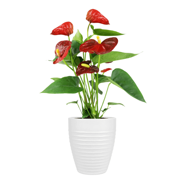 'Just Add Ice' Anthurium Live Plant