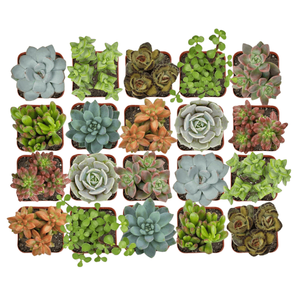 Live Succulent Plants (20-Pack) - Gifts for Plant Lovers Perfect Presents for Every Plant Parent